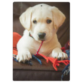 ソファーのGettyのイメージ|の子犬 クリップボード (裏面)