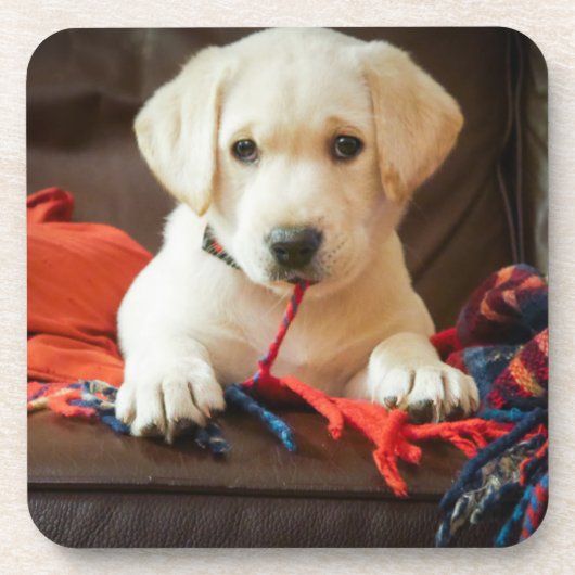 ソファーのGettyのイメージ|の子犬 コースター (正面)