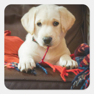 ソファーのGettyのイメージ の子犬 スクエアシール