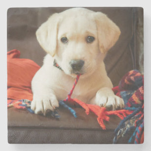 ソファーのGettyのイメージ の子犬 ストーンコースター