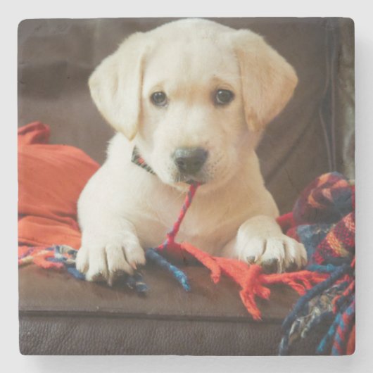 ソファーのGettyのイメージ|の子犬 ストーンコースター (正面)