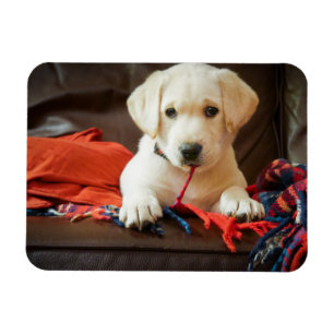 ソファーのGettyのイメージ の子犬 マグネット