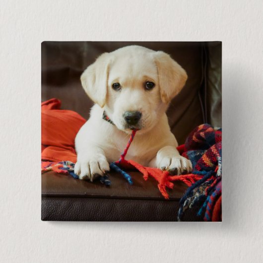 ソファーのGettyのイメージ|の子犬 缶バッジ (正面)