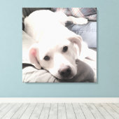 ソファ・スクエアにパパを置いたかわいい疲れた犬の写真 キャンバスプリント (インサイチュ (ウッドフロア))