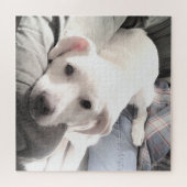 ソファ・スクエアにパパを置いたかわいい疲れた犬の写真 ジグソーパズル (横)