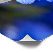 ソフィア・ブルガリアの青いコーンフラワー展 ポスター (コーナー)