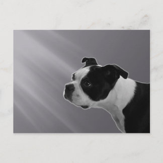 ソフィーはがき ポストカード