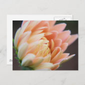 ソフトはがき ポストカード (正面/裏面)