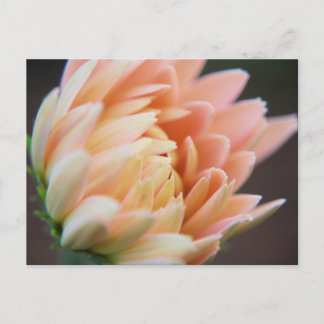 ソフトはがき ポストカード