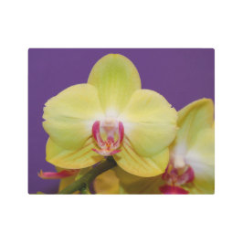 ソフトイエローオンパープルbkgndオーキッドメタルウォールアート メタルプリント