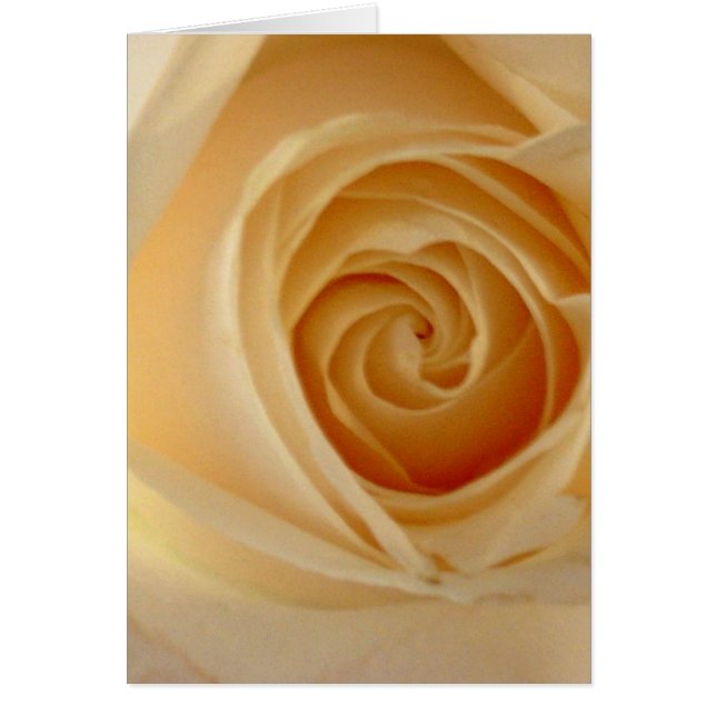 ソフトイエローローズ (正面)