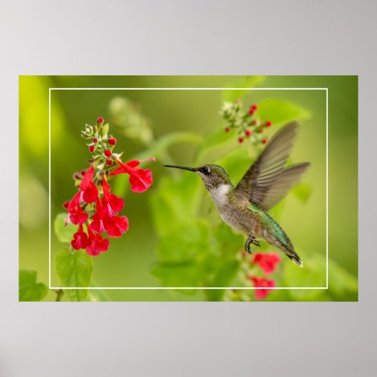 ソフトグリーンの夏 ポスター (正面)