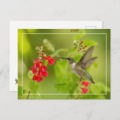 ソフトグリーンの夏 ポストカード (正面/裏面)