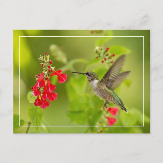 ソフトグリーンの夏 ポストカード (正面)