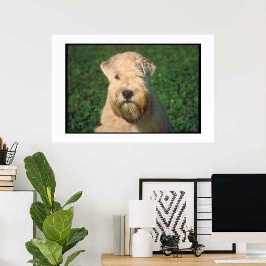 ソフトコートウィートテリアのポスター ポスター (ホームオフィス)