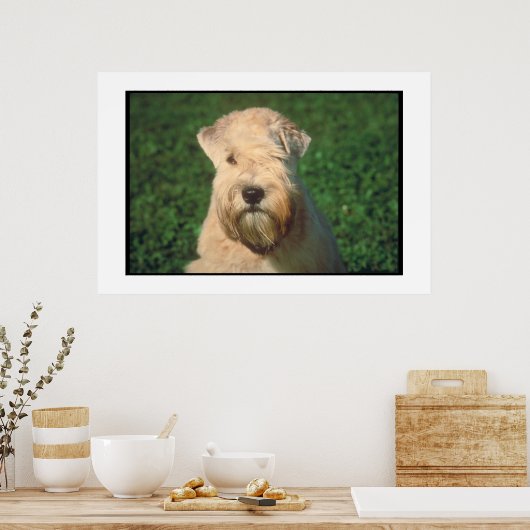 ソフトコートウィートテリアのポスター ポスター (キッチン)