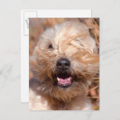 ソフトコートウィートテリアポートレート ポストカード (正面/裏面)