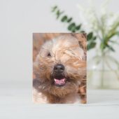 ソフトコートウィートテリアポートレート ポストカード (スタンド正面)