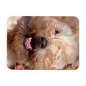 ソフトコートウィートテリアポートレート マグネット (横)