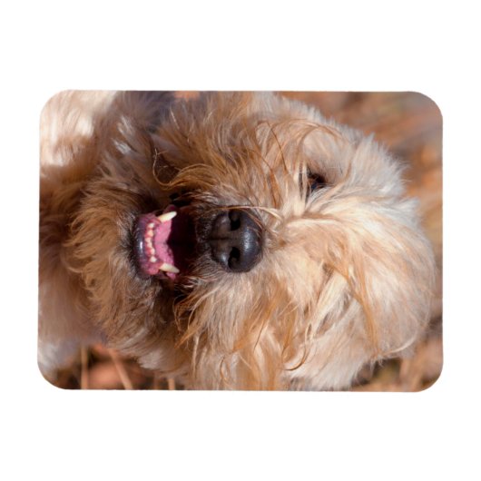 ソフトコートウィートテリアポートレート マグネット (横)