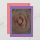 ソフトバラ ポストカード (正面/裏面)