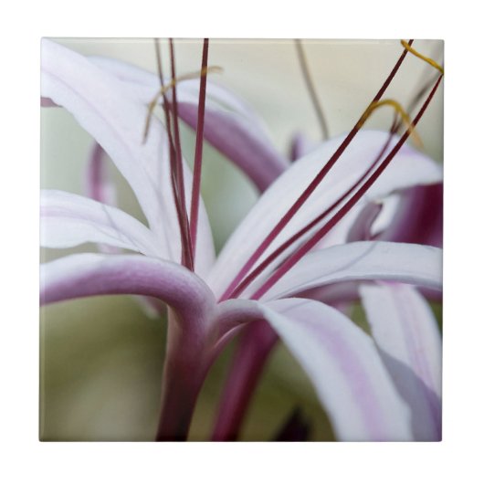 ソフトピンクのユリの花の植物学的な写真アート タイル (正面)