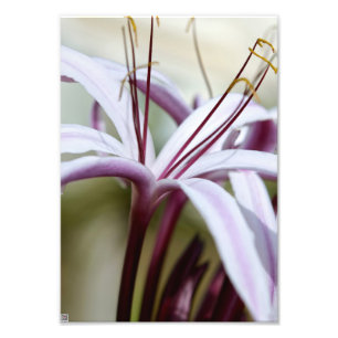 ソフトピンクのユリの花の植物学的な写真アート フォトプリント