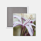 ソフトピンクのユリの花の植物学的な写真アート マグネット (正面/裏面)
