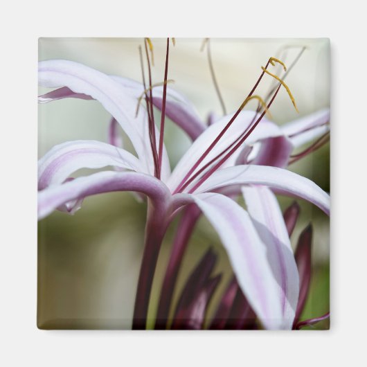ソフトピンクのユリの花の植物学的な写真アート マグネット (正面)