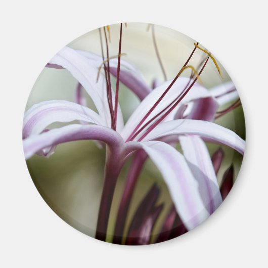ソフトピンクのユリの花の植物学的な写真アート マグネット (正面)