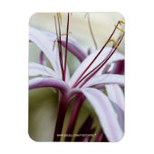 ソフトピンクのユリの花の植物学的な写真アート マグネット (縦)
