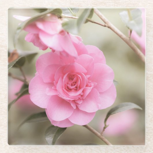 ソフトピンクの椿の花 ガラスコースター (正面)