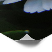 ソフトピンク菊 ポスター (角)