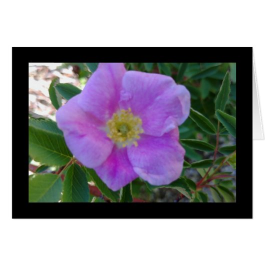 ソフトピンク開花 – 歌の歌8:14グリーティングカード (正面横)