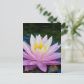 ソフトピンク《植物》スイレン ポストカード (スタンド正面)