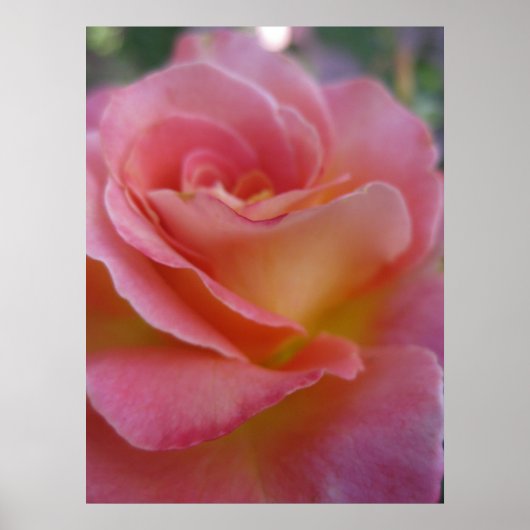 ソフトピーチ(1)ポスター ポスター (正面)