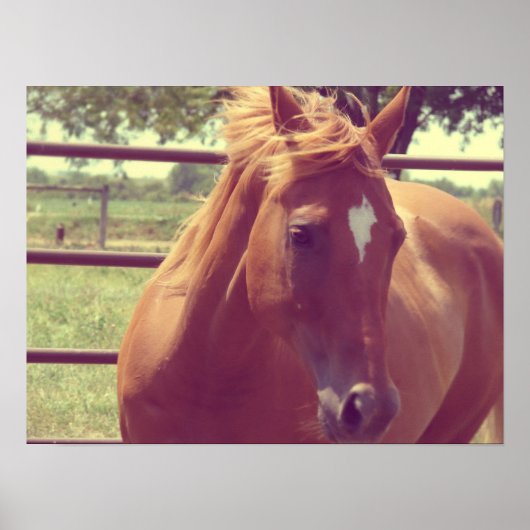 ソフトフォーカススコッチ ポスター (正面)