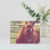 ソフトフォーカススコッチ ポストカード (スタンド正面)