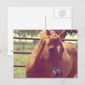 ソフトフォーカススコッチ ポストカード (正面/裏面)