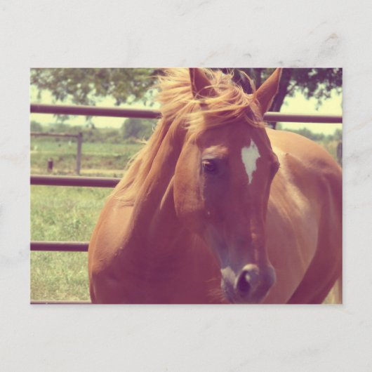 ソフトフォーカススコッチ ポストカード (正面)