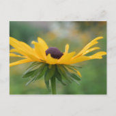 ソフトブラックアイズスーザンフラワー写真ハガキ ポストカード (正面)