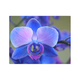 ソフトブルーとピンクのオーキッドメタルウォールアート メタルプリント