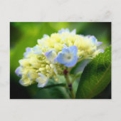 ソフトブルーアジサイの花の写真 ポストカード (正面)