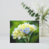 ソフトブルーアジサイの花の写真 ポストカード (スタンド正面)