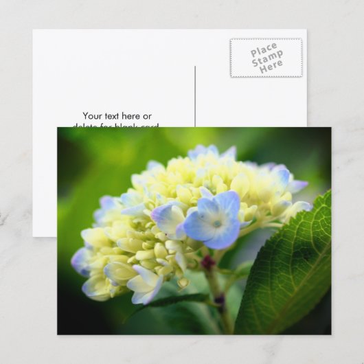 ソフトブルーアジサイの花の写真 ポストカード (正面/裏面)