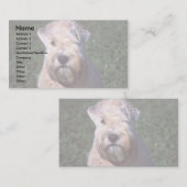 ソフト上塗を施してあるWheatenテリア 名刺 (正面/裏面)