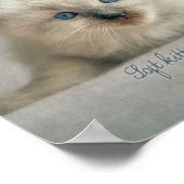 ソフト子猫ラグドールのキッテンポスター ポスター (角)