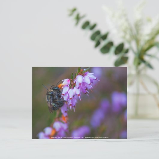 ソフト ポストカード (スタンド正面)