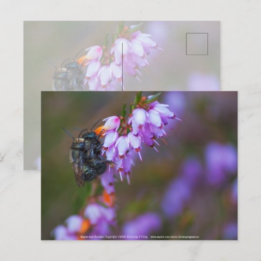 ソフト ポストカード (正面/裏面)