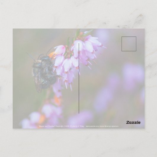 ソフト ポストカード (裏面)